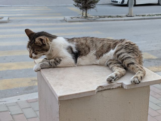 The same cat now lying on its side on the pedestal, eyes open and looking down toward the street below.