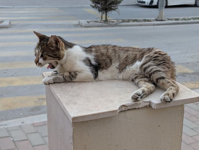 The same cat lying on the pedestal with its mouth open mid-yawn, tongue visible.