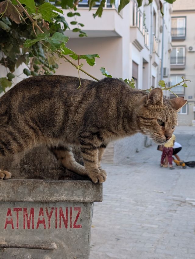 The same tabby cat in profile, crouched on the corner of the bin, looking down and forward. Two children playing are visible on the cobblestone street below.