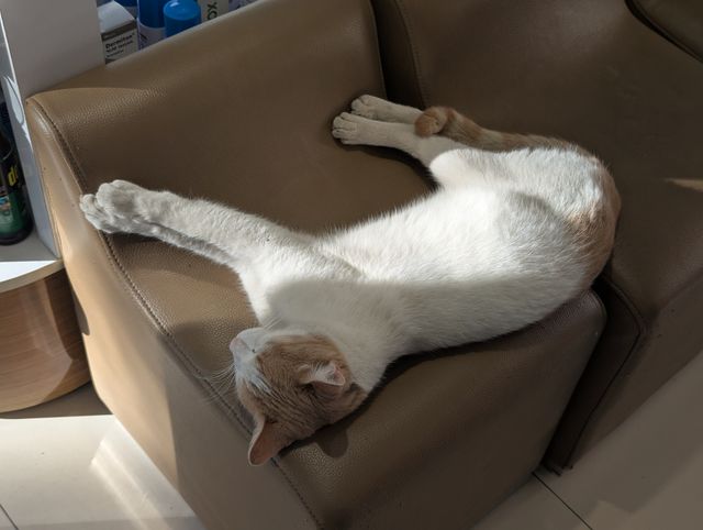 A white and ginger cat sleeping deeply on a brown leather chair, stretched out with one paw extended in a sunbeam.