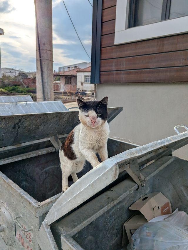 The same black and white stray cat perches on the open lid of a metal dumpster outdoors, with cardboard boxes and garbage bags visible inside. A utility pole, residential buildings, and a cloudy sky fill the background.