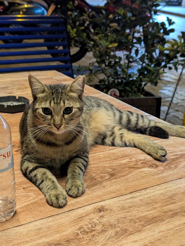 The same tabby cat in the same sprawled position on the table, seen from a closer angle, still looking at the camera. A bush and a parked motorcycle are visible in the background.