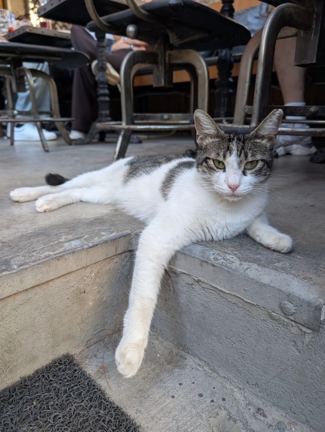 A white and tabby stray cat lying stretched out on a stone step outside a bar, one front paw draped down over the edge, looking at the camera with green eyes. Metal chairs, table legs and people's legs are visible in the background.