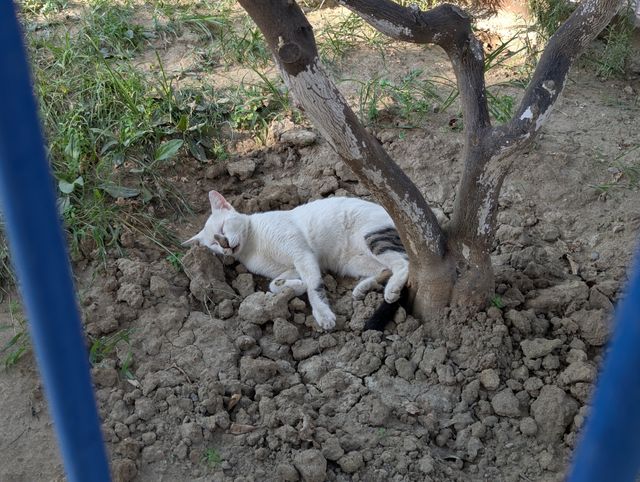 A white cat sleeping peacefully on dry, clumpy soil beneath the roots of a tree.