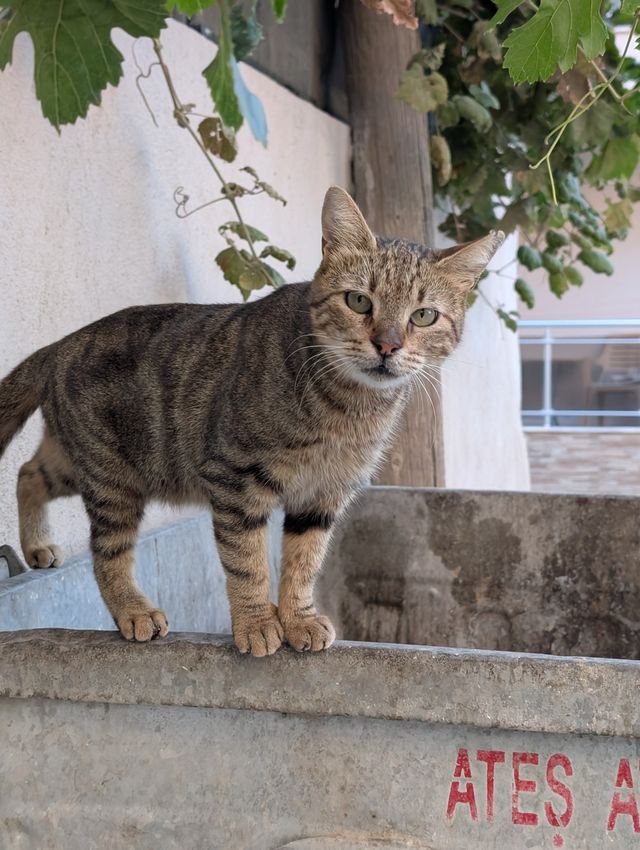 The same tabby cat standing on the edge of the bin, facing the camera directly.