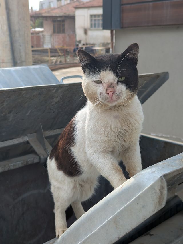 A black and white stray cat straddles two metal dumpsters standing side by side, its back paws on the rim of one and its front paws resting on the partially open lid of the other, looking directly at the camera with a calm, slightly squinting expression. Blurred urban buildings fill the background.