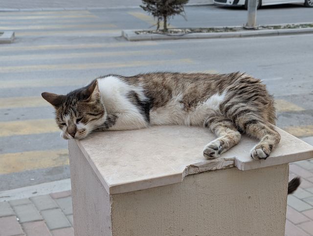 A tabby and white stray cat sleeping stretched out on a stone pedestal, head resting on the edge with eyes closed. A crosswalk and street are visible in the background.