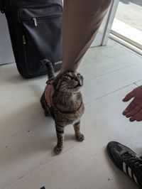 A tabby cat standing on a white wooden floor, leaning its head into a person's hand to enjoy a scratch.