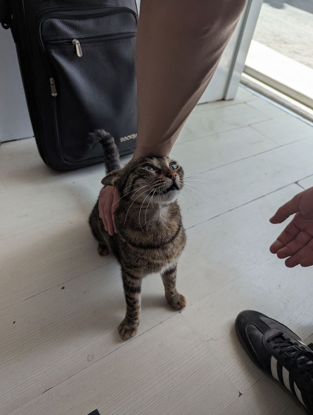 A tabby cat standing on a white wooden floor, leaning its head into a person's hand to enjoy a scratch.