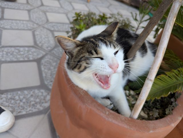 A white and tabby cat lounging in a flower pot, captured mid-yawn with its mouth wide open.
