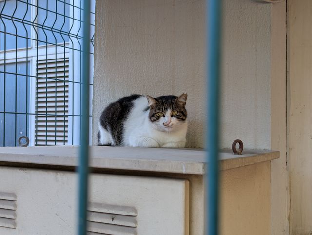 A black and white cat sitting in a loaf position on a beige utility box, viewed through blurry blue metal fence bars.
