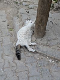 A fluffy white cat with a black tail lying on a cobblestone sidewalk, reaching up to scratch a wooden utility pole.
