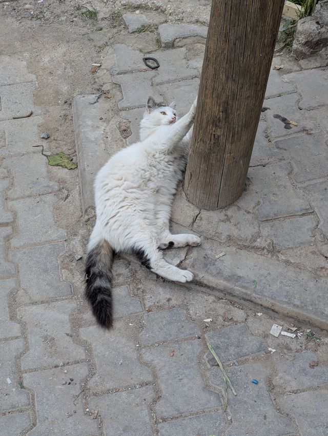 A fluffy white cat with a black tail lying on a cobblestone sidewalk, reaching up to scratch a wooden utility pole.