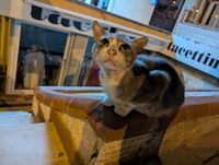 A grey and white stray cat sitting on a low wall at night, looking up at the camera with a lit shop sign in the background.
