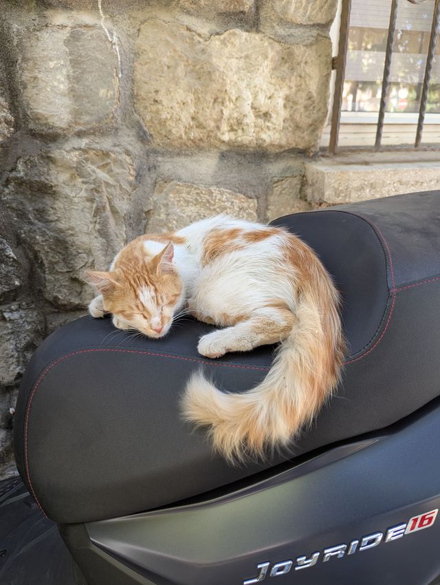 A white and orange cat curled up asleep on the black seat of a parked scooter in front of a stone wall.