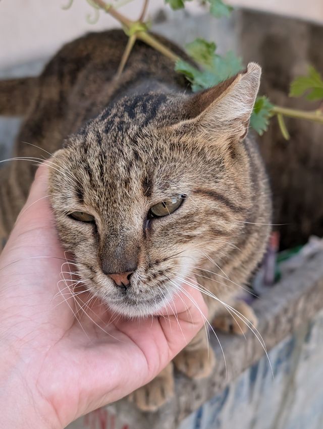 Close-up of the same tabby cat's face while a hand scratches its chin, eyes half-closed with contentment.