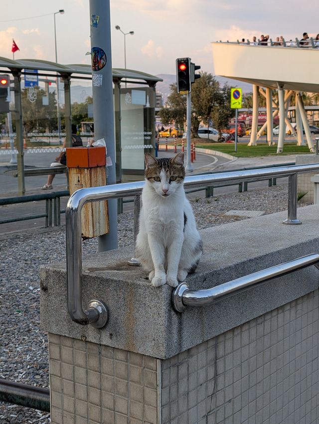 A white and tabby stray cat sitting on a tiled ledge next to a metal handrail, looking at the camera at metro stop. Traffic lights, a bus shelter, and city buildings are visible in the background at dusk.