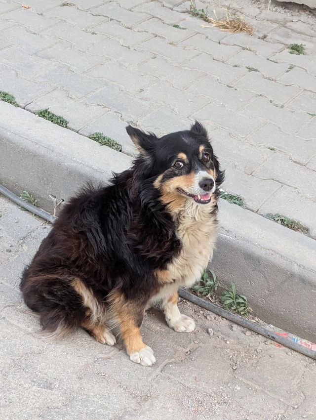 A fluffy black and tan dog sitting on a paved sidewalk next to a concrete curb, looking up with a happy expression.