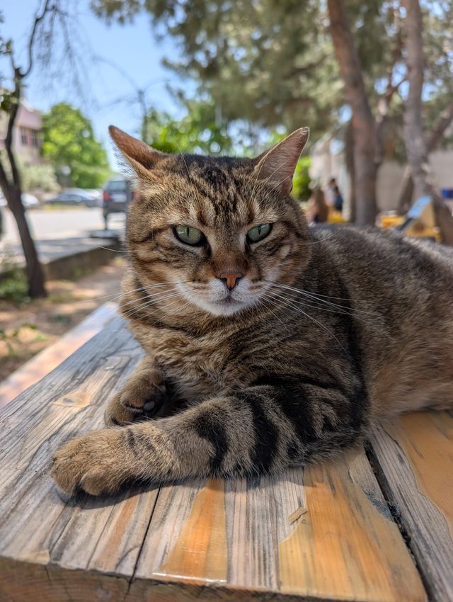 The same tabby cat in a similar position, now looking directly at the camera with green eyes.