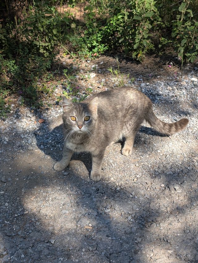 A grey tabby stray cat stands on a gravel path, looking up at the camera with striking amber eyes. Dense green shrubs and wild plants fill the background.
