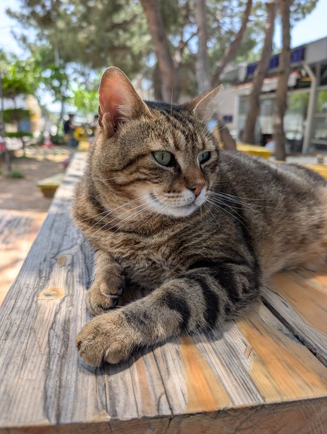 A close-up, low-angle shot of a tabby cat lying on a wooden bench with its front paws crossed, looking off to the side with green eyes. Blurred trees and buildings fill the background.