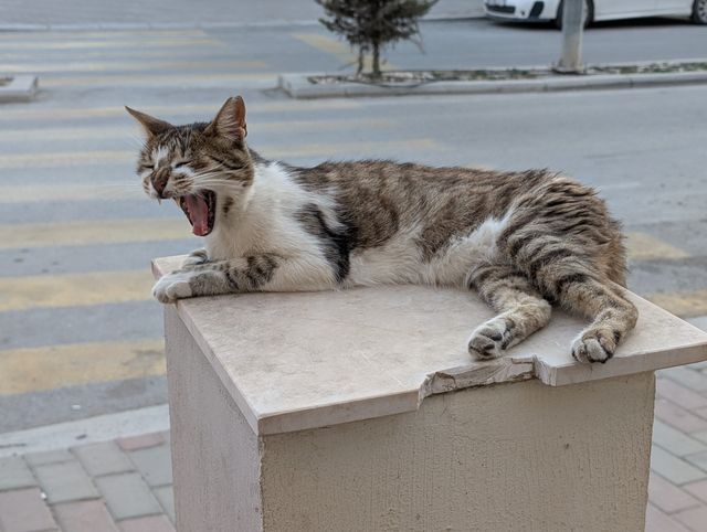 The same cat mid-yawn on the pedestal, eyes squeezed shut and mouth open wide showing its teeth and tongue.