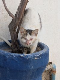 A white and tabby cat sitting inside a textured blue flower pot next to a thick, dry tree branch, looking at the camera with visible redness around its eyes.