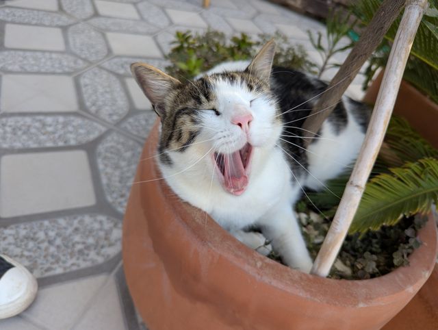 A white and tabby cat yawning widely with its eyes closed while lounging inside a terracotta plant pot.