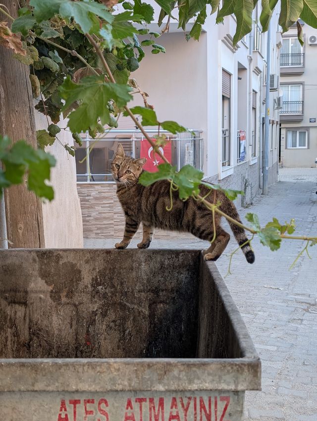A tabby stray cat walking along the edge of a concrete waste bin, glancing back at the camera. Grape vine leaves hang overhead, and a Turkish flag is visible on a balcony in the background, with a red "ATEŞ ATMAYINIZ" (do not discard fire) warning painted on the bin.