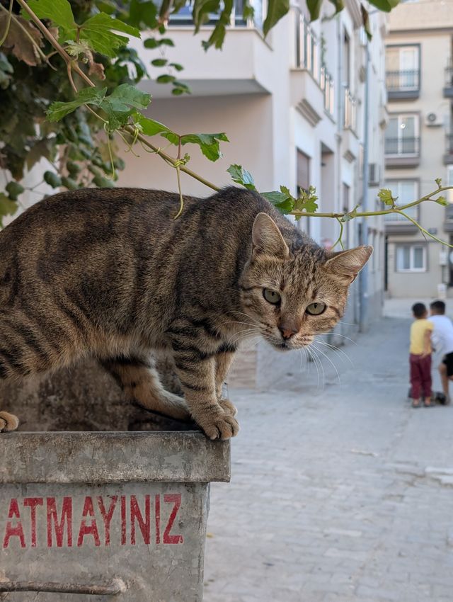 The same tabby cat crouched on the corner of the bin, looking down and to the side, with two children visible on the cobblestone street below.
