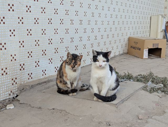 A calico cat and a black and white cat sitting side by side on a concrete path next to a makeshift cardboard cat shelter.