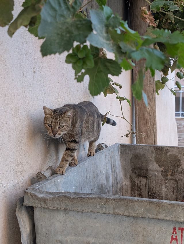 The same tabby cat walking along the corner edge of the bin, looking down toward the camera.
