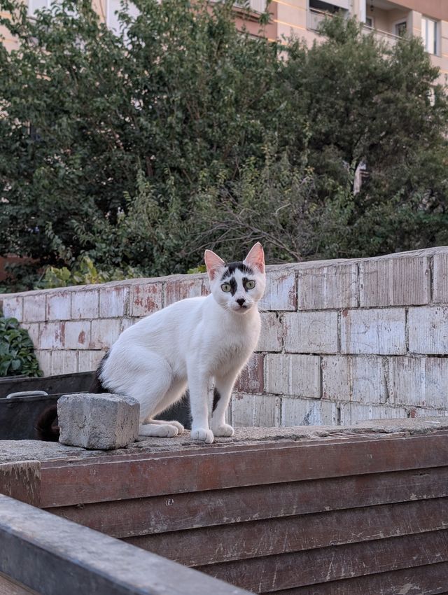 A mostly white stray cat with a black tail, a black marking on the back of its front left paw, and clown-like black facial markings sits on a concrete wall with wooden slats fixed to it, next to a concrete block, looking at the camera with a surprised expression and bright green eyes. A weathered brick wall and dense trees with an apartment building fill the background.