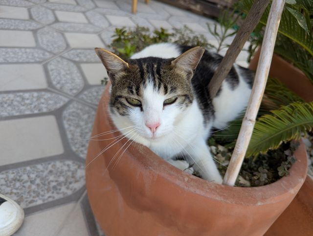 A white and tabby cat resting in a terracotta plant pot, looking calmly at the camera with green eyes.