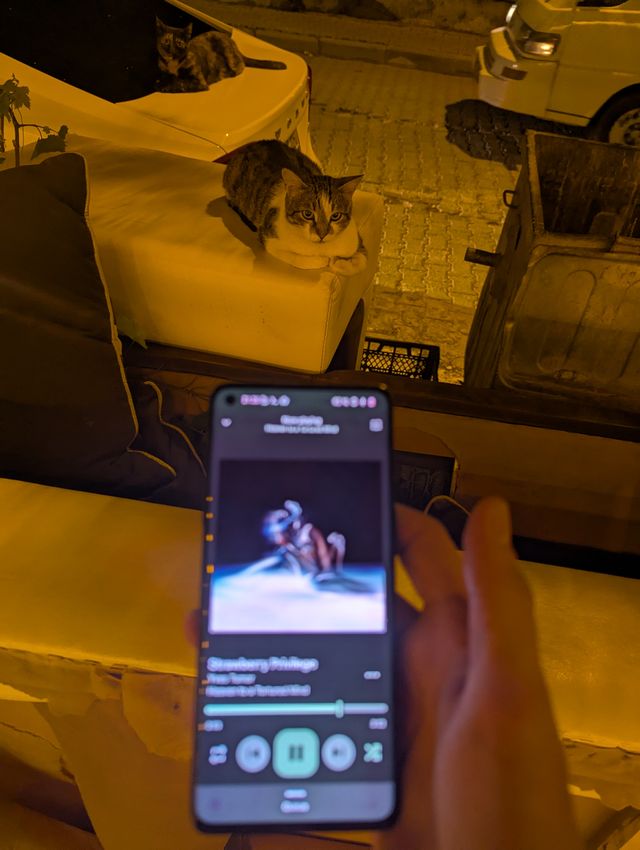 A person holding a smartphone displaying a music player in the foreground, with a tabby cat sitting on a cushion and another on a car in the background at night.
