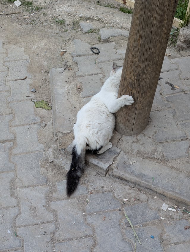 A white cat with a bushy black tail standing on its hind legs to scratch a wooden utility pole on a paved street.