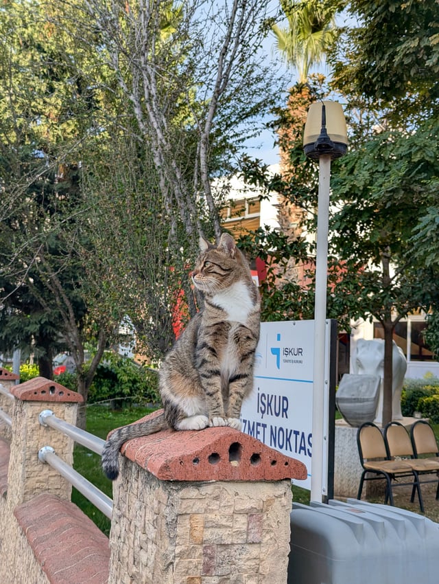 A tabby cat sitting on top of a brick fence pillar, looking off to the side, with trees and an İŞKUR office sign in the background.